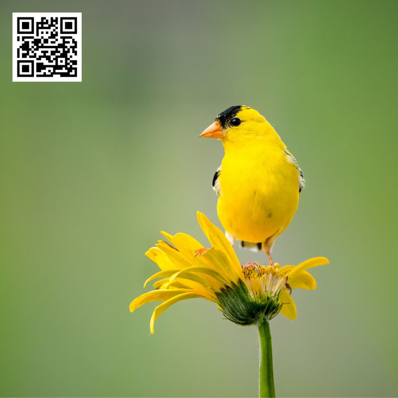 The Importance of Clean Water Sources for Wild Birds