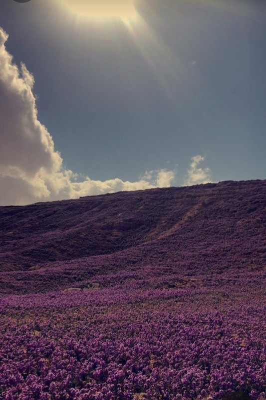 Screenshot_20240331_205121_Pinterest