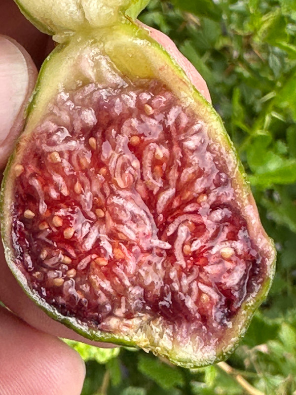 figs-84.jpg