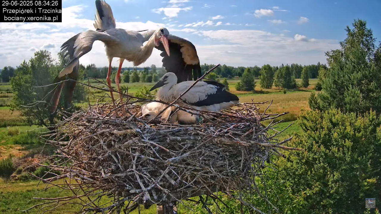 29062025bociany26