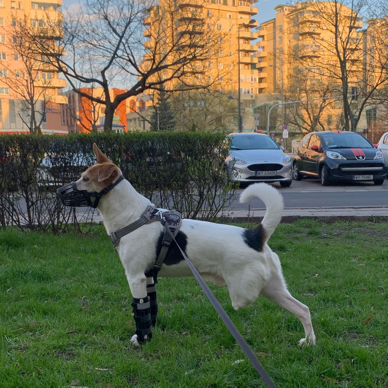 полкан в прльше