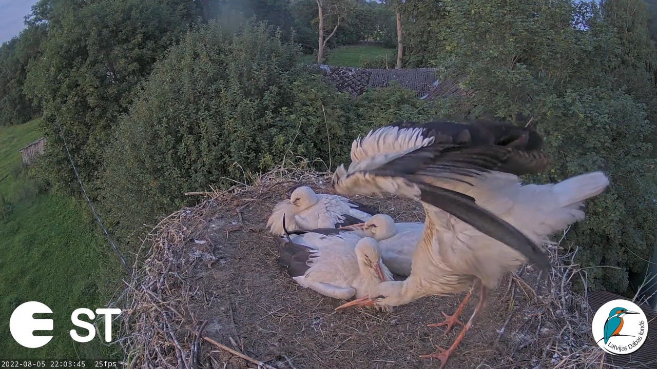Baltie stārķi (Ciconia ciconia) Tukuma novadā - LDF tiešraide __ White storks in Tukums, Latvia 13-6