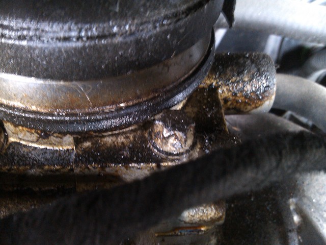 leptir klapna gasa (1)