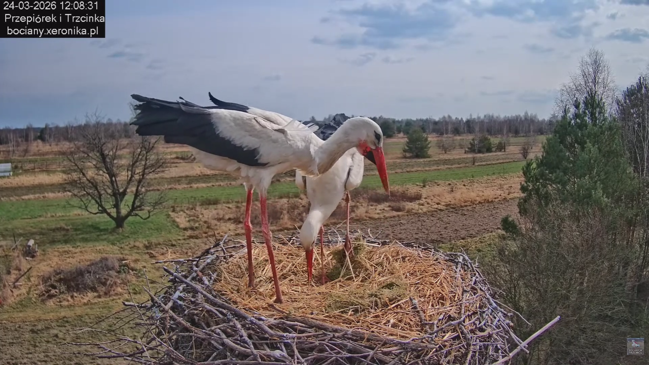 24032026bociany 14