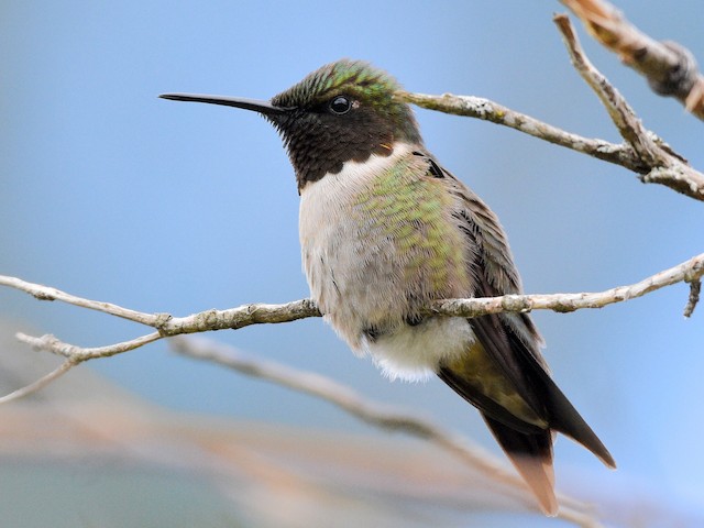 Do Ruby Throated Hummingbird Live In GA