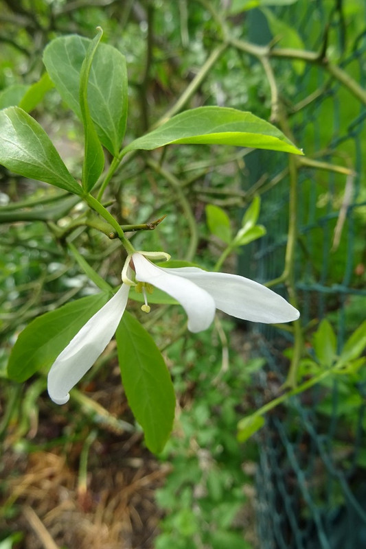 DSC00620