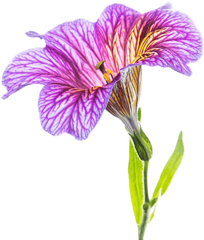 Purple Flower 2