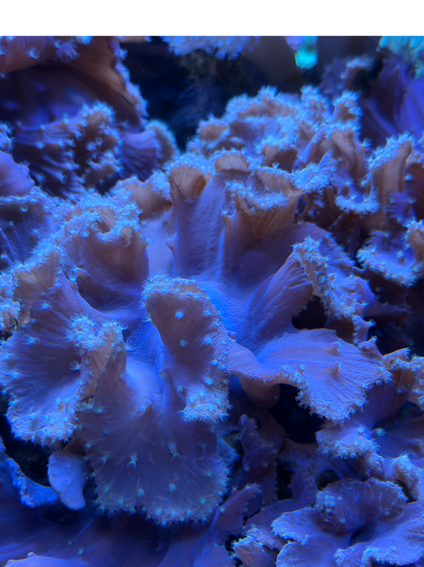 [Image: Soft-Coral3.png]