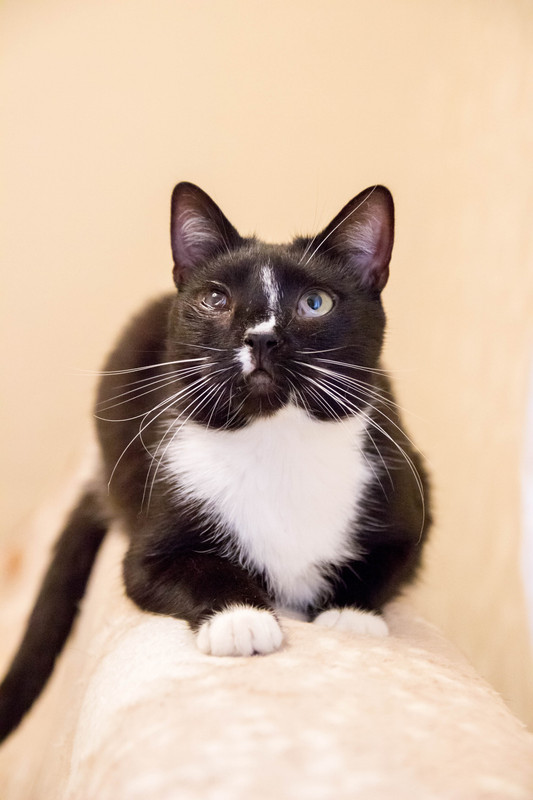 черная с белым-1-4