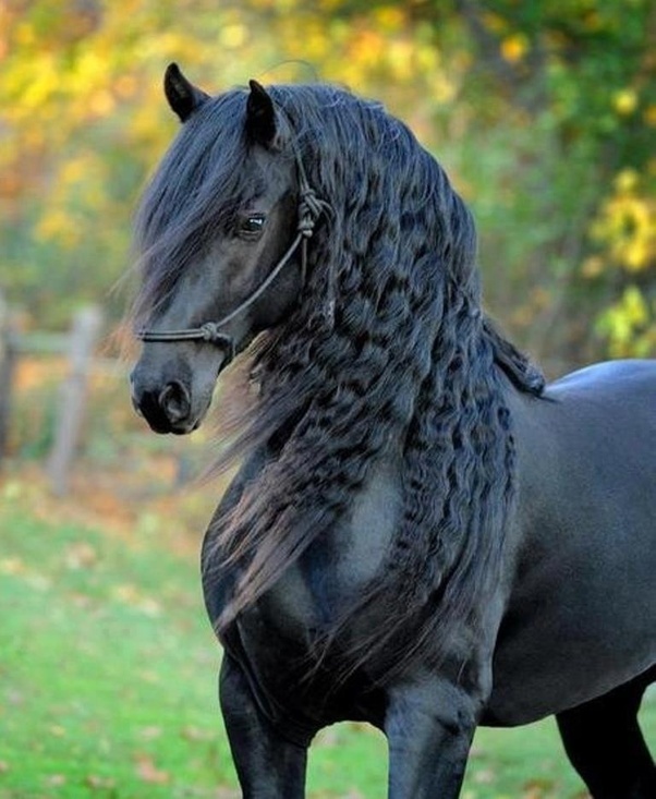 friesian.jpg