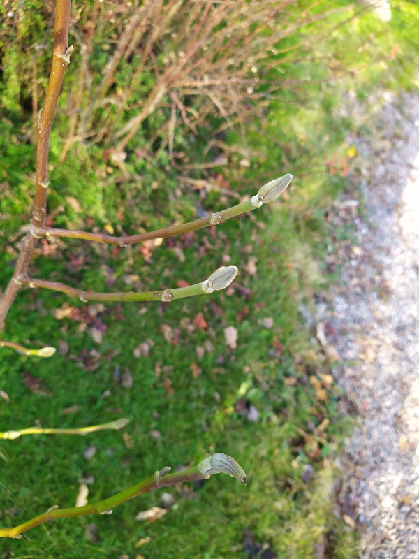 IMG_20201106_124552