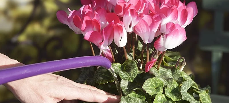 Цикламен не цветет долго какие заболевания могут привести к проблемам с цветением