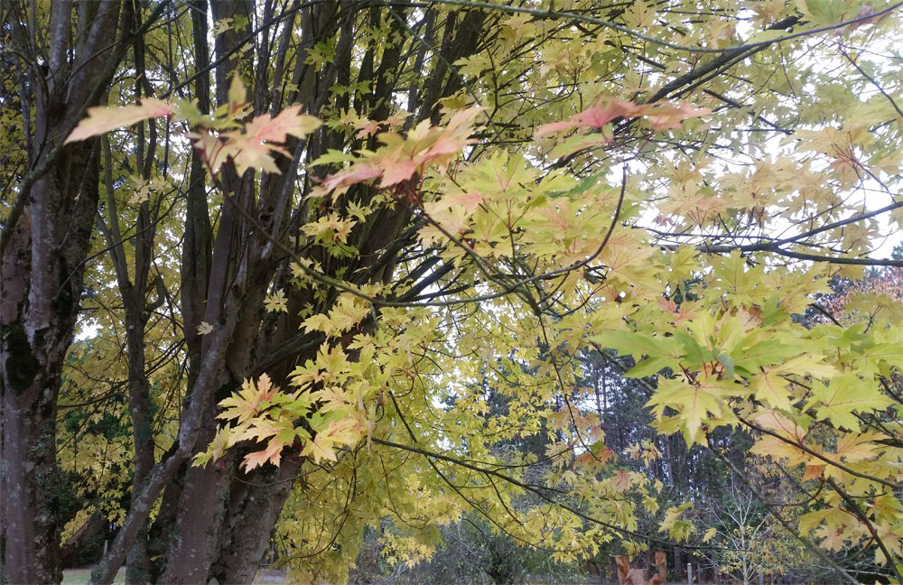 [Image: y20181101-110329.jpg]