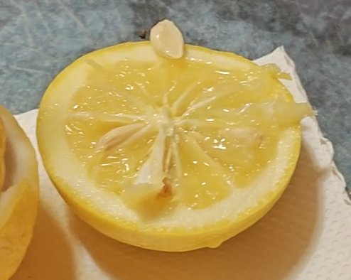 Citrus ichangstar50