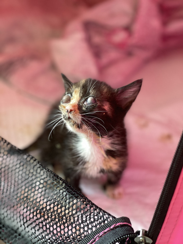 20EC4CDE-36F9-47DC-8E66-E20064179EE7