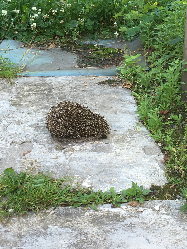 дачное и продажное ребят 015