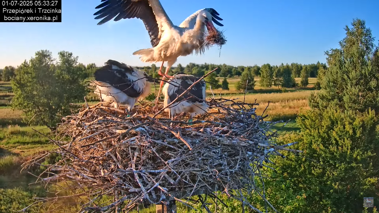 01072025bociany9