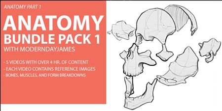Anatomy Bundle Pack 1