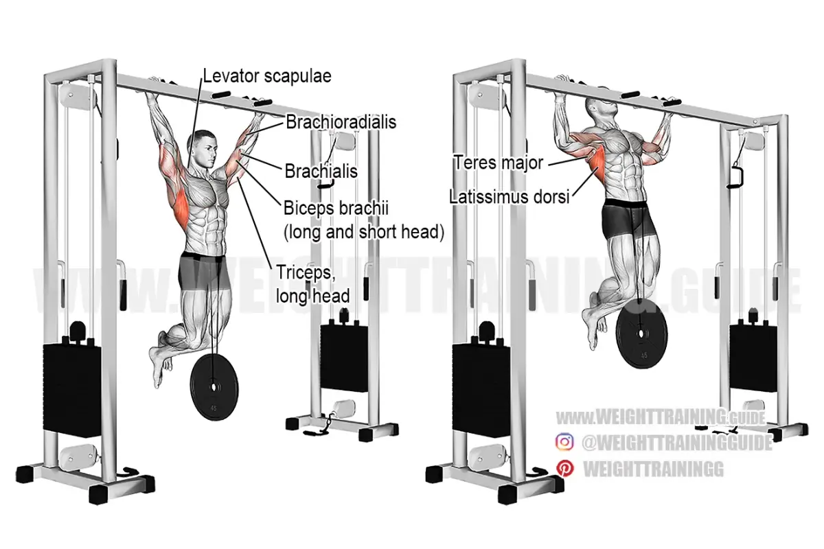 Weighted Pull-up