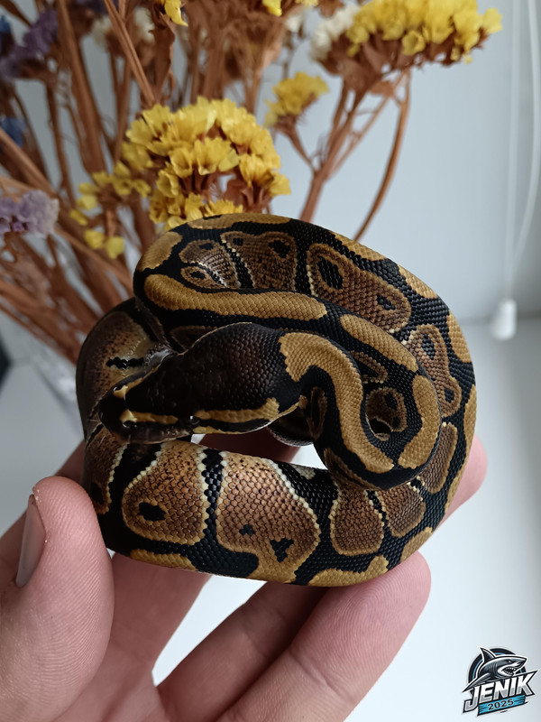 IMG_20250720_174659а