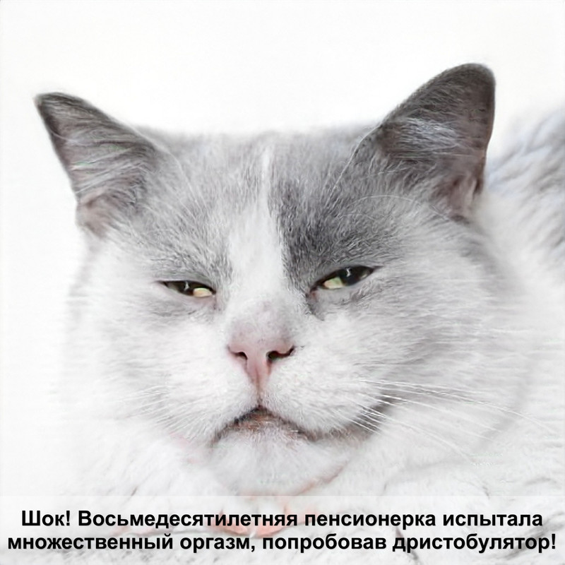 порода кошек с пушистым хвостом