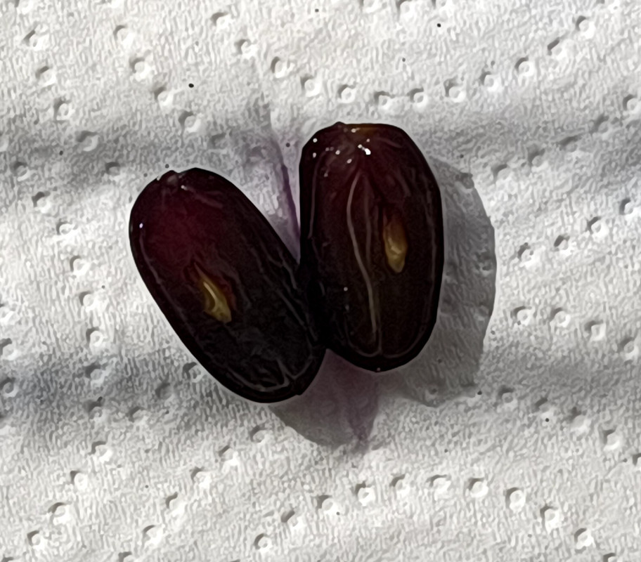 Джой_20240905_091811