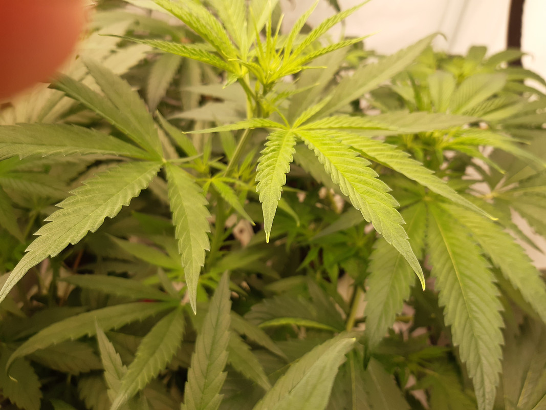 debut-feuille-jaunes-15-05-2021.jpg