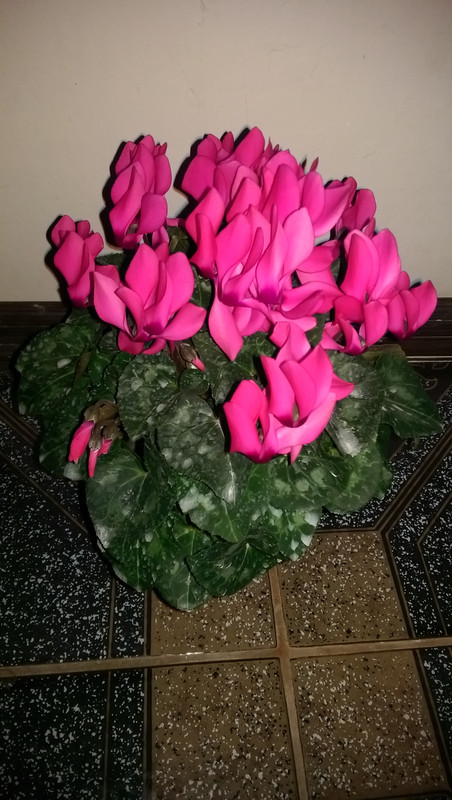 IMAG1635