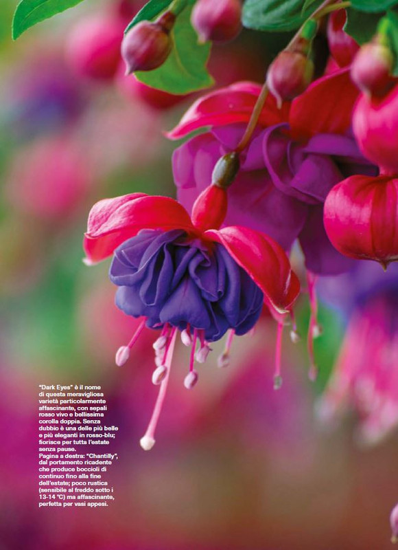 Il Mio Giar Giu-Lug 2025 (7)