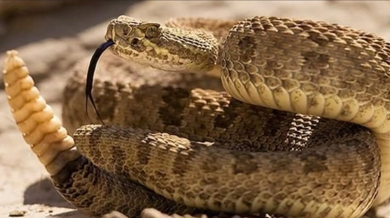 Fotos: Así se veía la venenosa víbora que entró a una casa por las lluvias