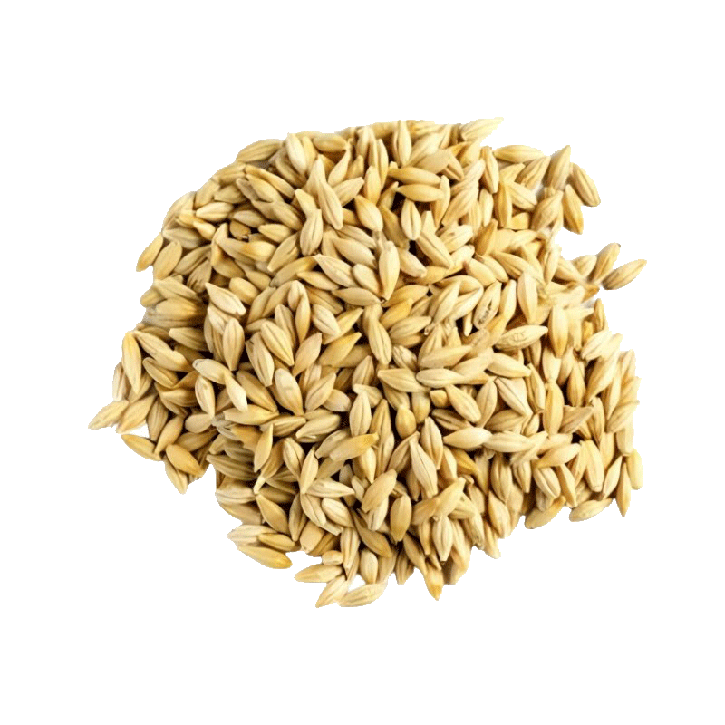 Barley