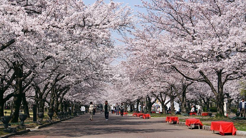 Cherry Blossoms Bloom in Japan