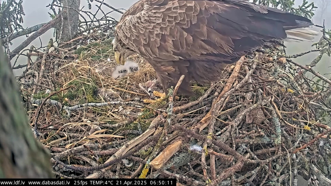 vlcsnap-2025-04-21-07h36m46s575