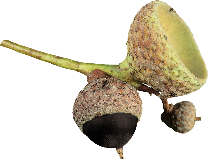 Autumn Witchery (138)