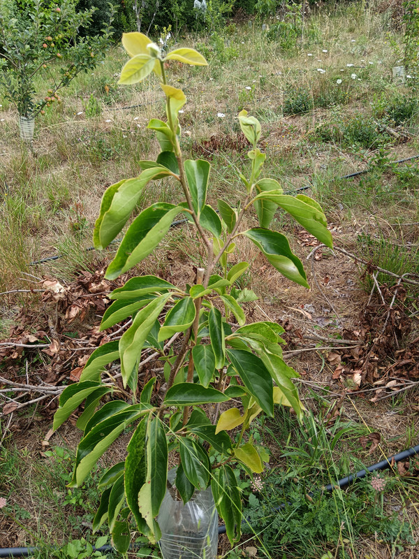 IMG 20260628 110623
