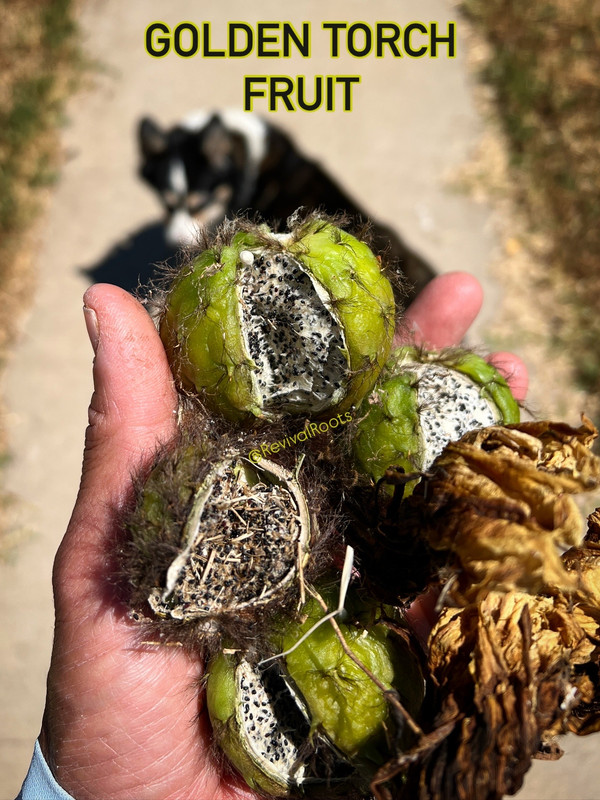 2FFC7128-8005-43C9-AB3F-ACE7219F5123