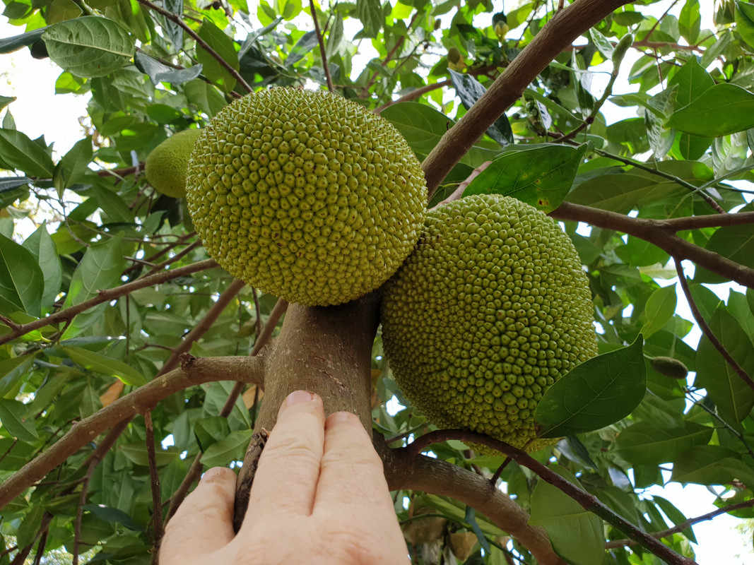 dwarf jack tree