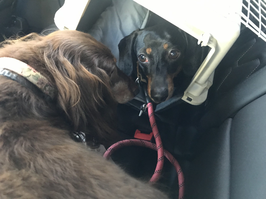 [Image: FFC00-D03-1-BD4-40-C3-A52-A-36-FA456-C459-C.jpg]