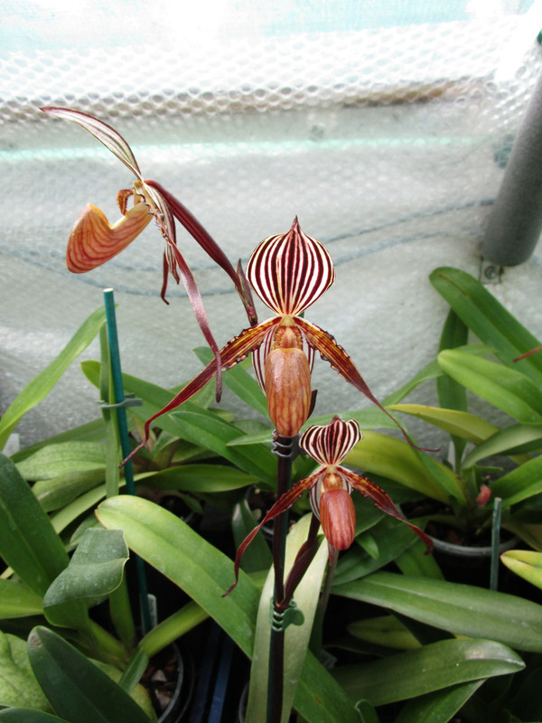 St Swithin x gardeneri (1)