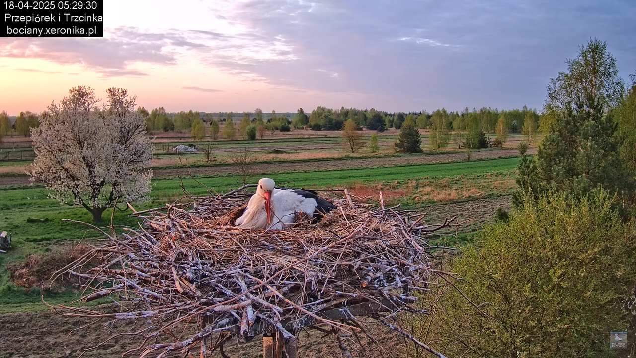 18042025bociany1