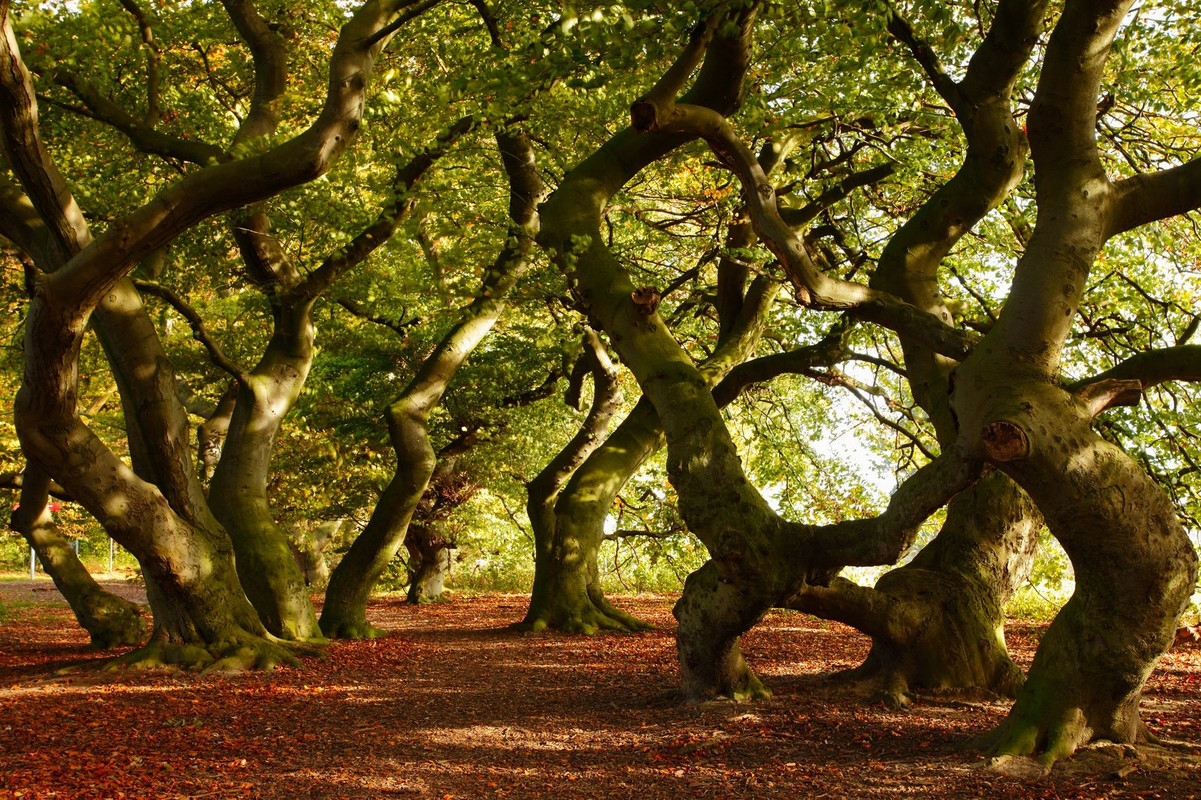 brown-twisted-trees.jpg