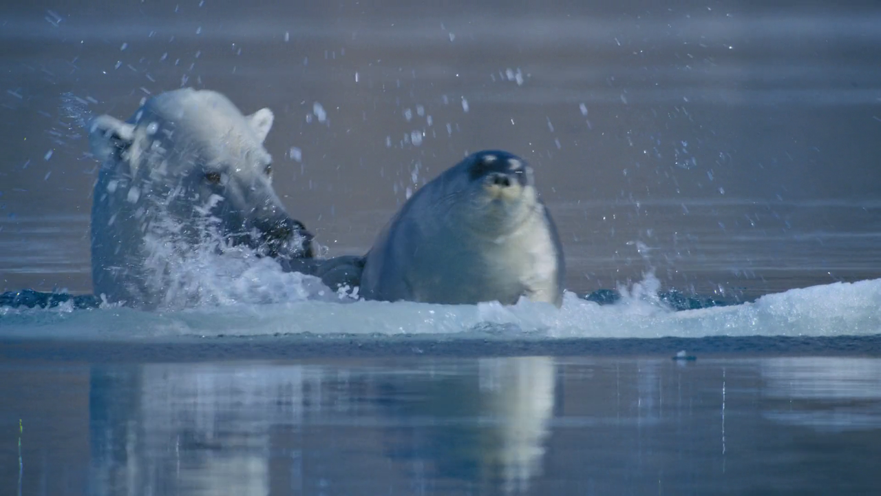 Bear Witness 2022 1080p WEB DL AAC x264 BluBeast