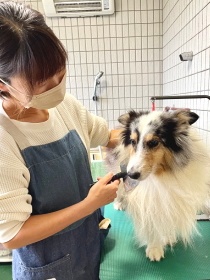 専属トリマー 相原さん