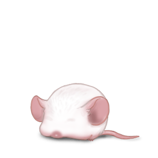 https://i.postimg.cc/Qx9k9m8L/souris-blanche-blanc-bebe.png