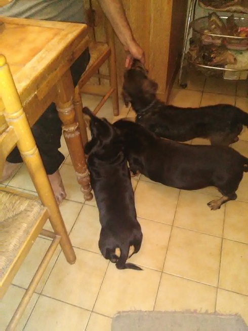 [Image: Potaufeu.jpg]