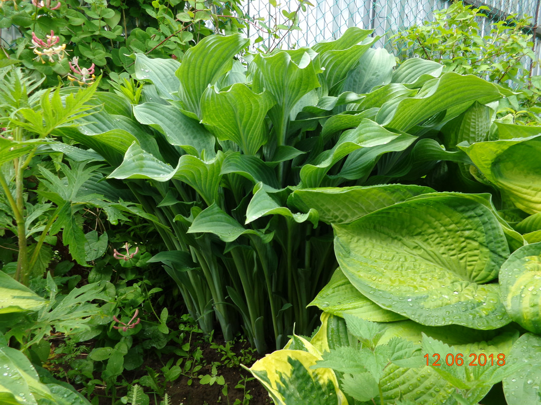 хоста вазолистная 1