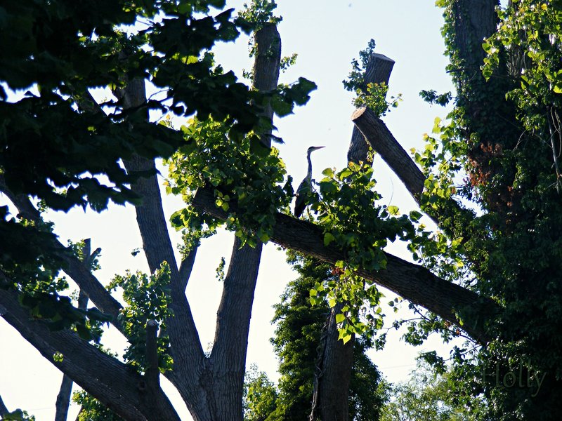 heron-shadow-tree-Holly.jpg