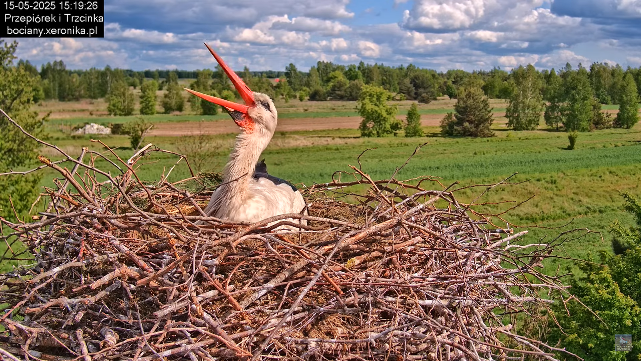 15052025bociany23