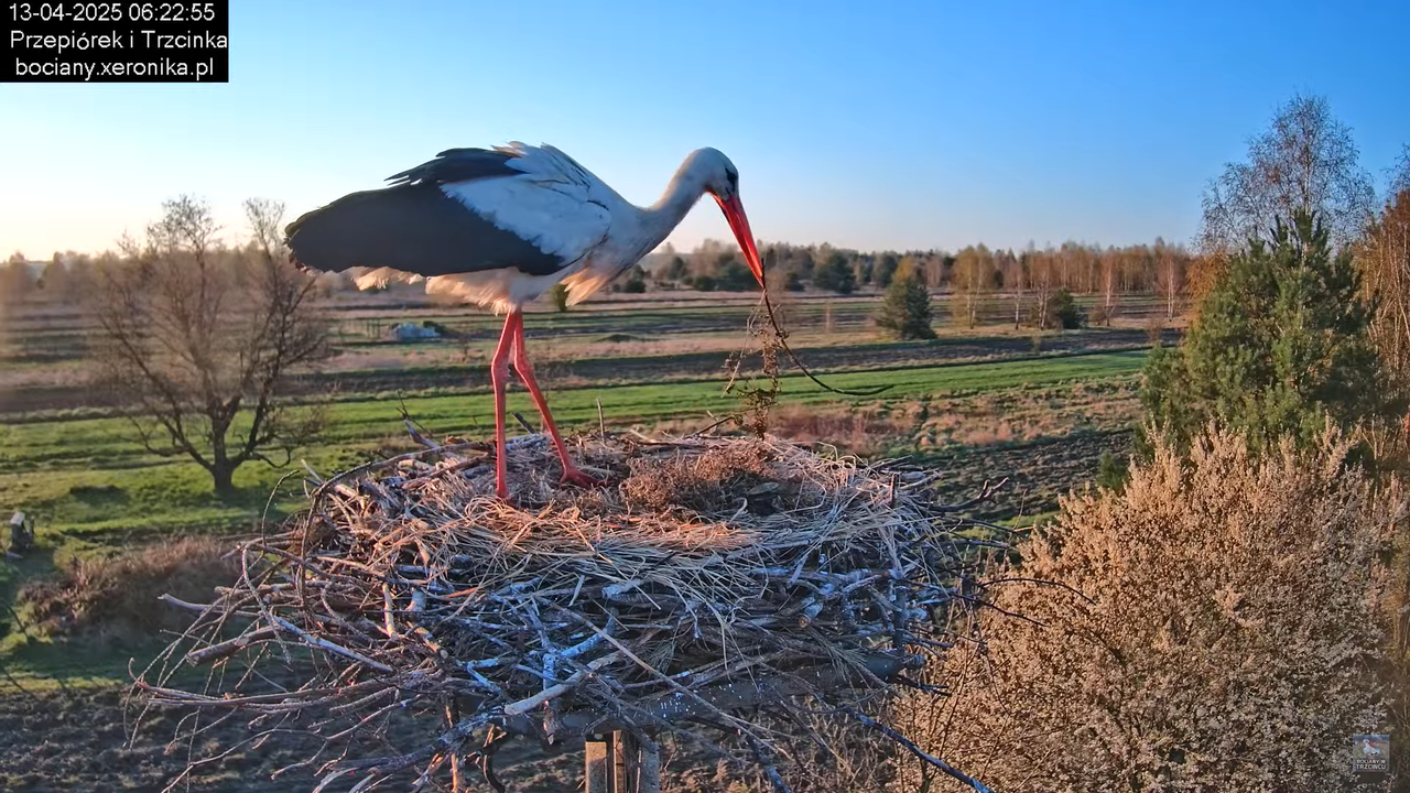 13042025bociany4