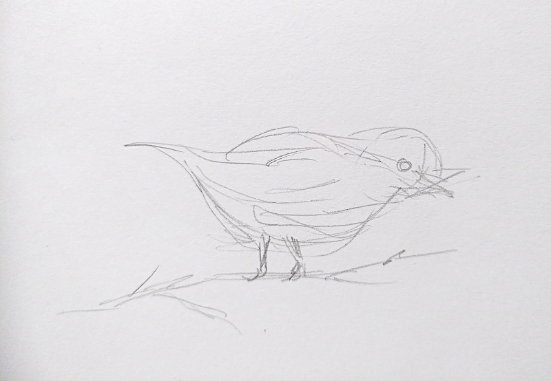 Quelques traits au crayon figurant un passereau, bec ouvert, sur une mince branche - tous les ciels